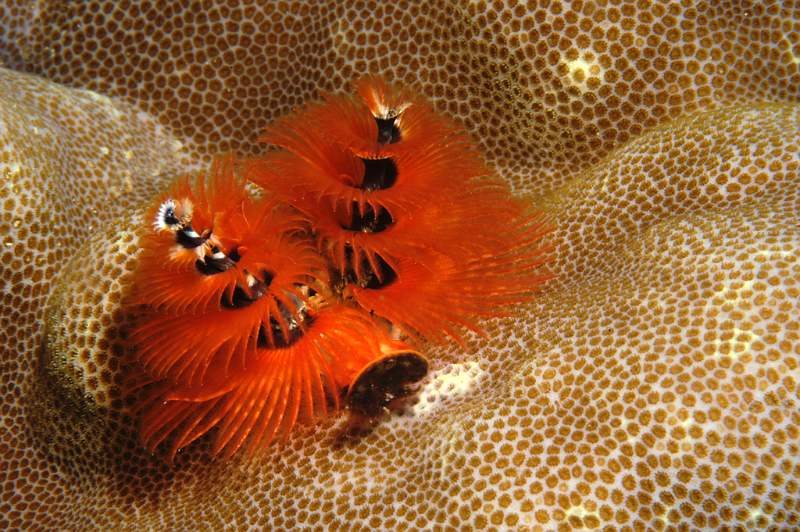 Image 04.jpg - Winner - Lydia Vulliamy - Red Christmas Tree Worm